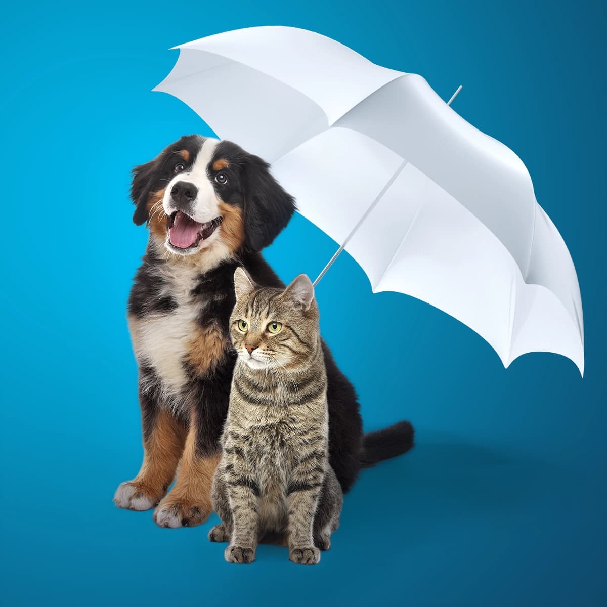 Evcil Hayvan Sigortası